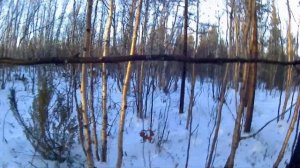 Силки на рябчика. С рыбалки на охоту.