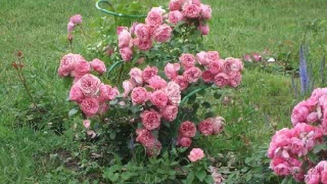 Роза флорибунда[Rose Floribunda]