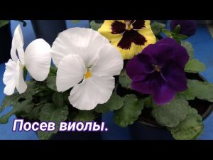 Посев виолы.