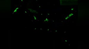 Распаковка обзор и тест мощной лазерной указки YYC-303