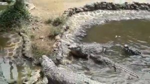 Crocodile feeding at la vanille nature park mauritius