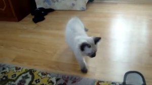 Урааа!!! Купили котёнка!! Невского маскарадного