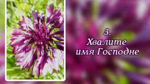 Гимны надежды 3 Хвалите имя Господне (-)