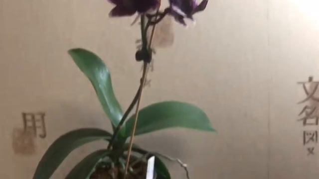 Цветение фаленопсиса Taisuco Micky( тайсуко мики)