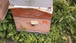 ответы на вопросы - про моль в ульях, как бороться и почему моль в ульях заводится
