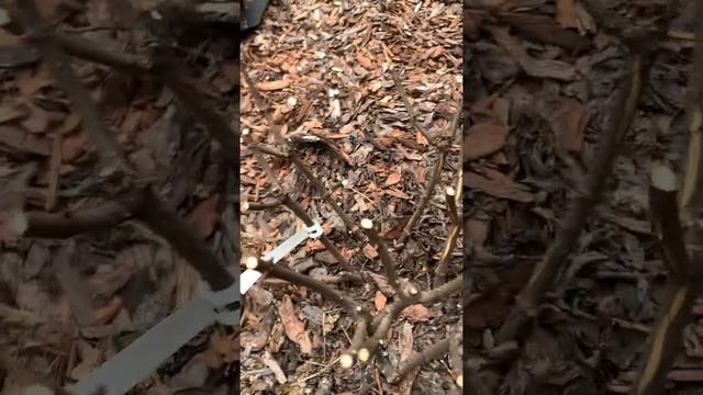 Как перезимовали гортензии в 2022 году, обрезка на 2-3 пары почек. смотреть онлайн