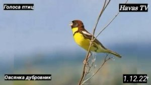 ГОЛОСА ПТИЦ. ОВСЯНКА ДУБРОВНИК
