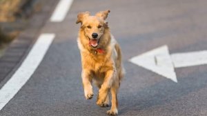 Книгопанорама. Кристофер Холт «Верные». №33