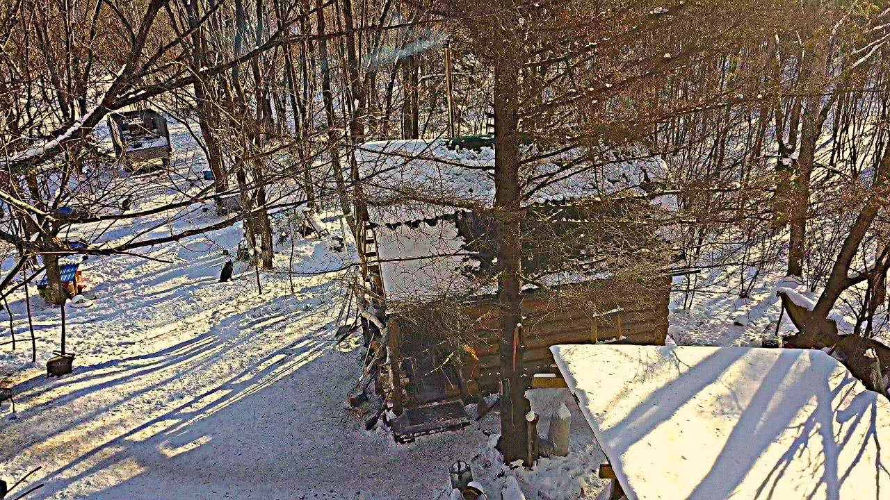 ТАЕЖНАЯ КУХНЯ, ВКУСНЕЙ ЧЕМ В РЕСТОРАНЕ. Жизнь и быт в Дальневосточной ТАЙГЕ. смотреть онлайн