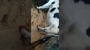 Коровник пол для коровы