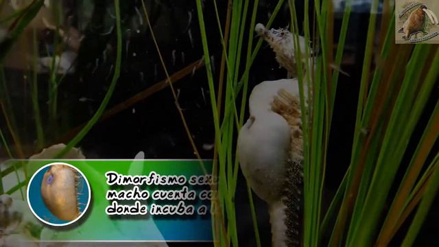 Caballito de Mar Alineado | El padre que da a luz a sus crías | (Animales del Mundo) |Mes playero| смотреть онлайн