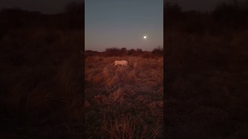 Несерьёзная львичка Мия. Not very serious lioness Mia.