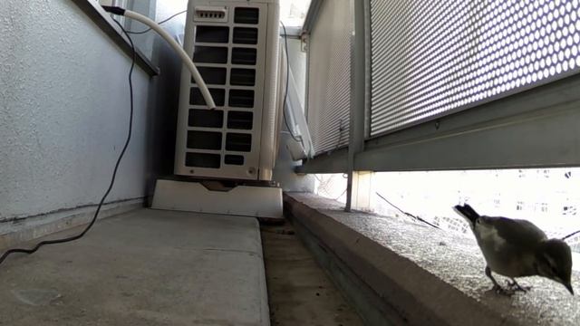 ハクセキレイのセキ助＆モミ子 - 子育てと雛の成長の記録（後編） смотреть онлайн