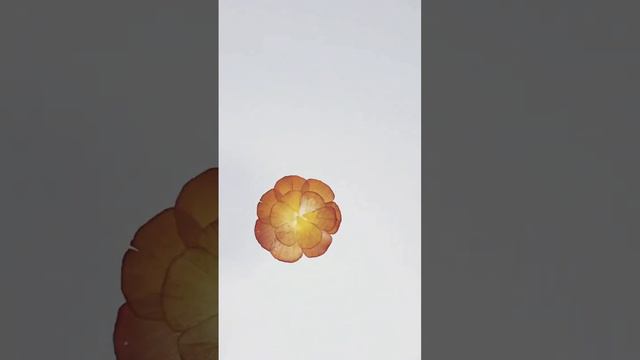 Reassembling a dreamy ranunculus flower. Follow along for more videos!