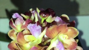 Орхидея. Цветение Rhynchorides Bangkok Sunset, октябрь, 2019.