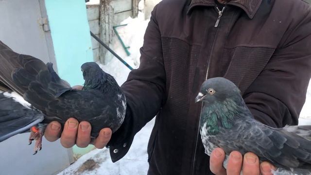 Старониколаевские торцовые голуби 2022 смотреть онлайн