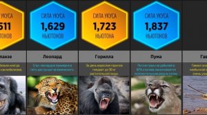 Самый Сильный Укус На Земле (Сравнение)