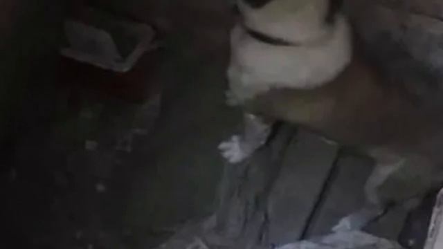 В яме печально светились глаза пса,закрытый в заброшенном доме,ел щепки,чтобы не умереть от голода… смотреть онлайн