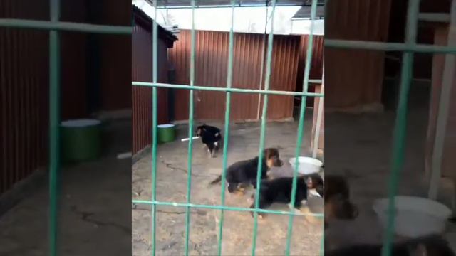 Щенки немецкой овчарки в Чите с доставкой по России