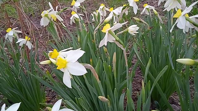 Нарцисс смотреть онлайн