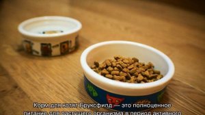 Бруксфилд (корм для кошек): описание и состав