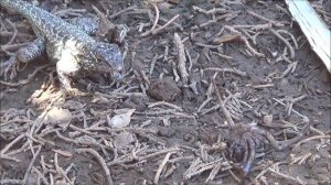 Angles of attack: lizard vs tarantula