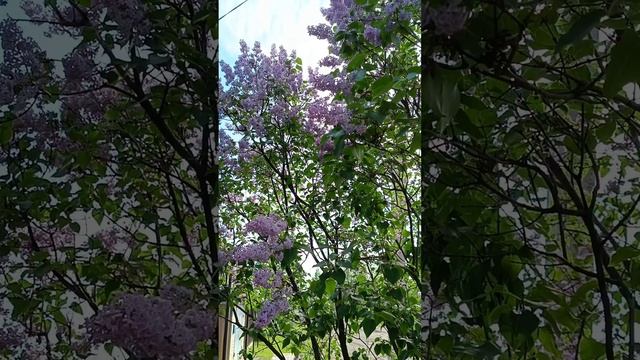 ЗАЦВЕЛА СИРЕНЬ ДУШИСТАЯ.