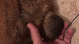 СОБАКА ЗАБОЛЕЛА ДЕНЬ 1 Хорошая новость потом плохая