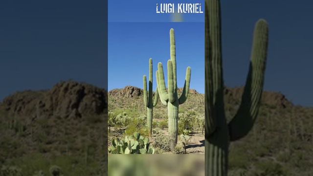 Los cactus en el desierto