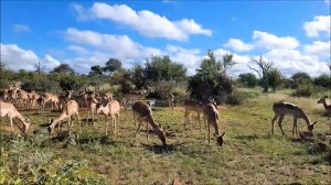 Africa. Antelope - Африка. Антилопа