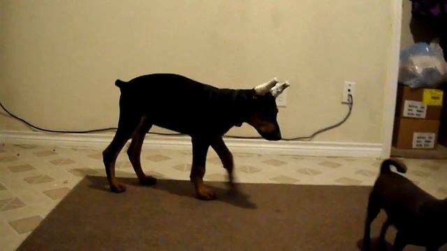 13 week old doberman pinscher vs chihuahua смотреть онлайн