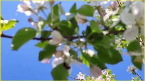 Яблоня сорт Грушовка.