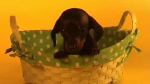 щенки таксы гладкошерстной кроличьей питомника РКФ "С Волчьей земи"