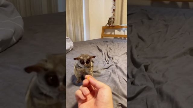 ДомашниеПитомцы и СмешныеВидео