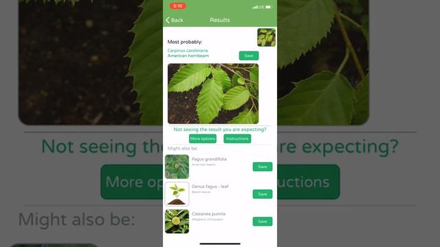 PlantSnap identifies American hornbeam tree (Carpinus caroliniana)