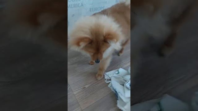 не выпадают зубы у шпица смотреть онлайн