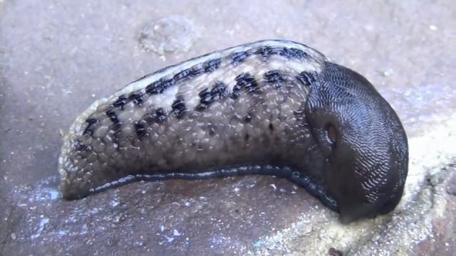 Гигантский слизняк!! Лягушка, рыбки... смотреть онлайн