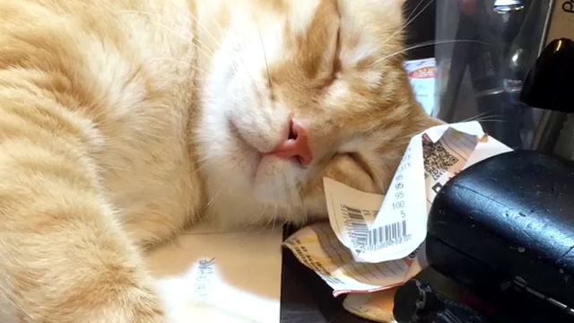 Лучший будильник для котика