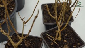 Гортензия. Саженцы. Описание.  Посадка. Уход