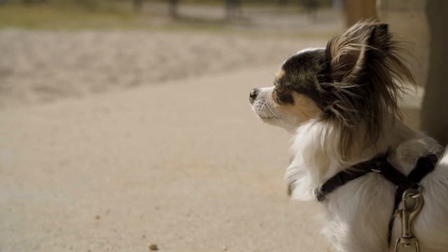 PetSafe® Bark for Your Park™ - Savannah, GA смотреть онлайн