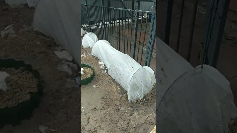 Как зимуют молодые розы на Юге