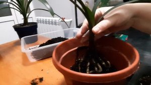 Кливия, не кливия, а кто? Пересадка.