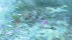 Пасека на акации. КОЧЕВКА. Быт пчеловода. пчеловодство