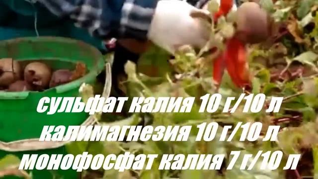 Чем подкормить свеклу в ИЮЛЕ. Корнеплоды вырастают сладкими, сочными и хорошо хранятся