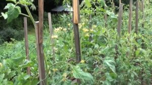 Томат Розмарин фунтовый от поставщика Johnsons