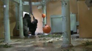 Горилла в зоопарке