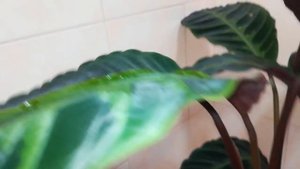 Калатея Варшевича пересажена???