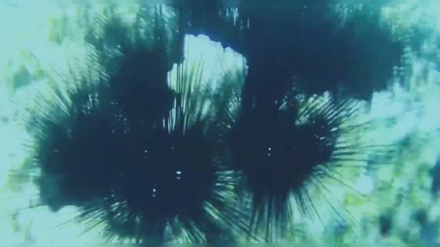 Diving in the Red Sea ? смотреть онлайн