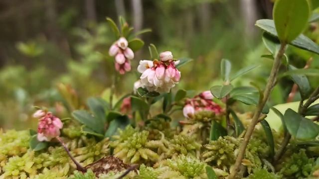 Брусника обыкновенная (Vaccinium vitis idaea, whortleberry). Цветение. смотреть онлайн