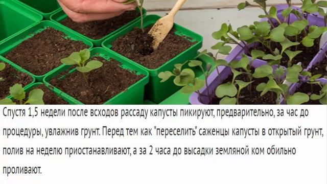 ?КАК ПРАВИЛЬНО ПОЛИВАТЬ РАССАДУ на подоконнике, в теплице и грунте.  ПРАВИЛА полива рассады